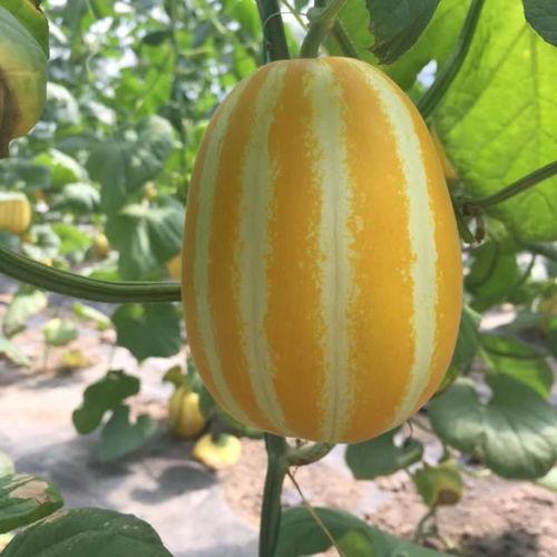 吃瓜群众老余,揭秘娱乐圈幕后故事